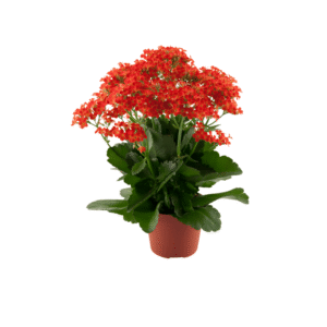 Orange Passion Improved