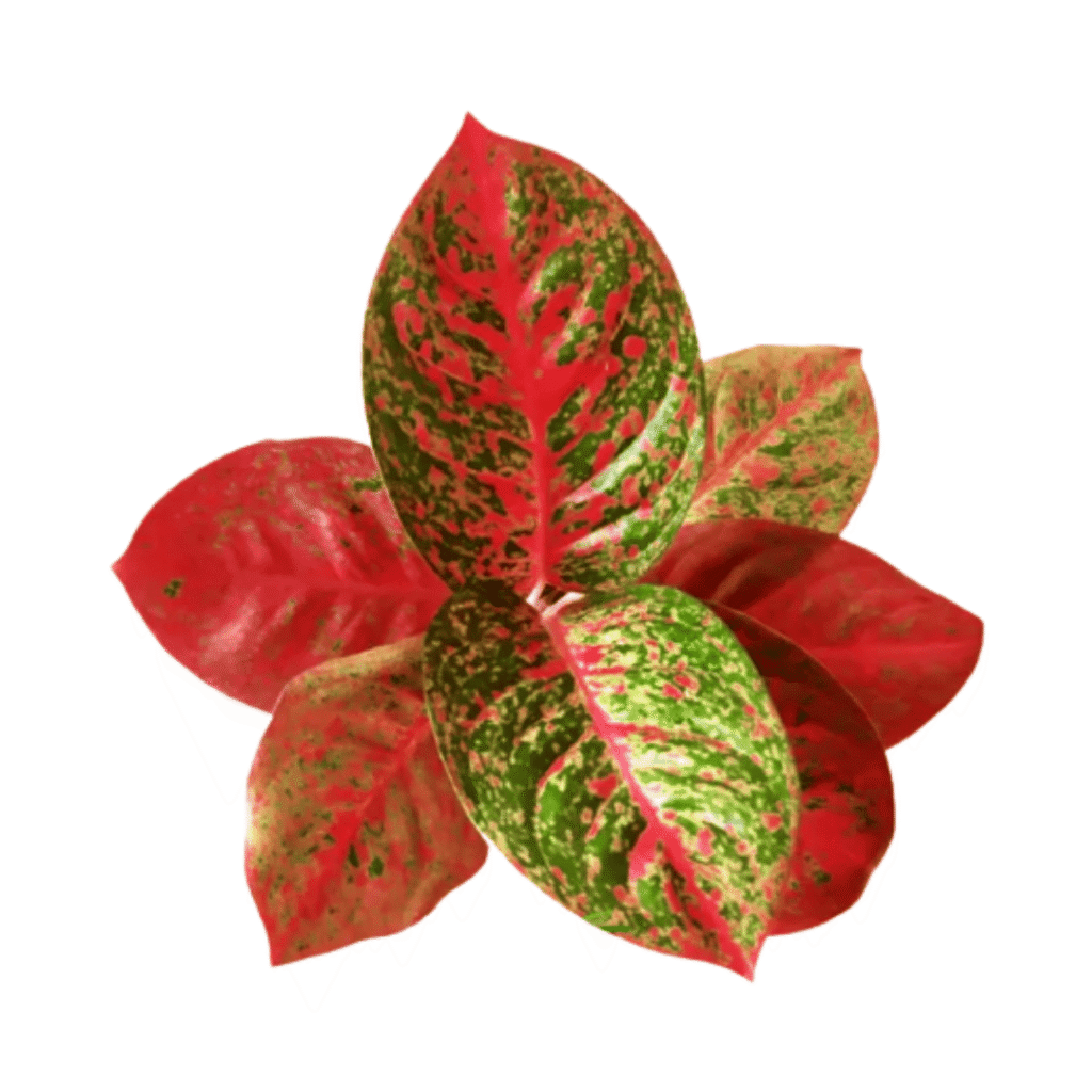 Aglaonema Fireworks