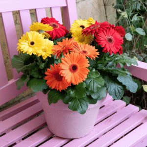 Joybera Atmosphere 05 HR XL