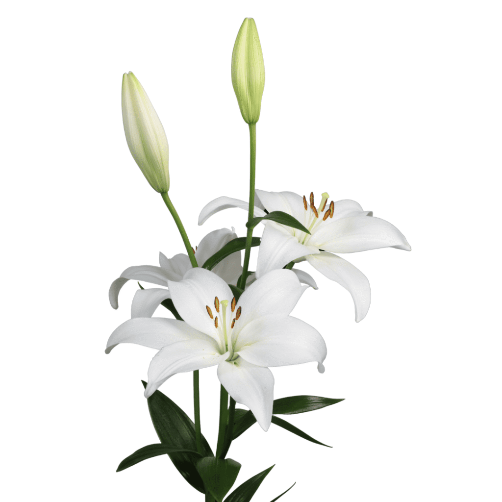 Lily LA Toscanini HB