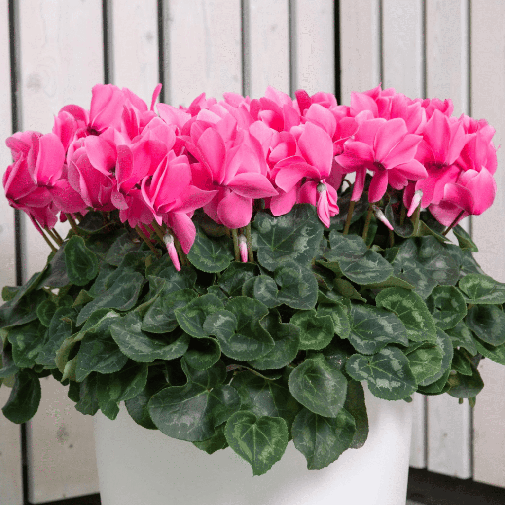 Mammoth Nextgen 05 HR XL