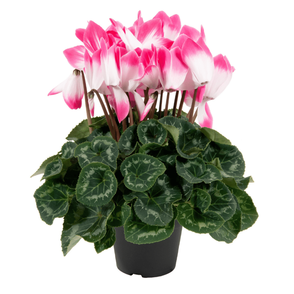 Super Serie Fusion Neon Pink HR XL