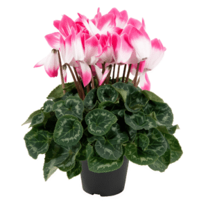 Super Serie Fusion Neon Pink HR XL