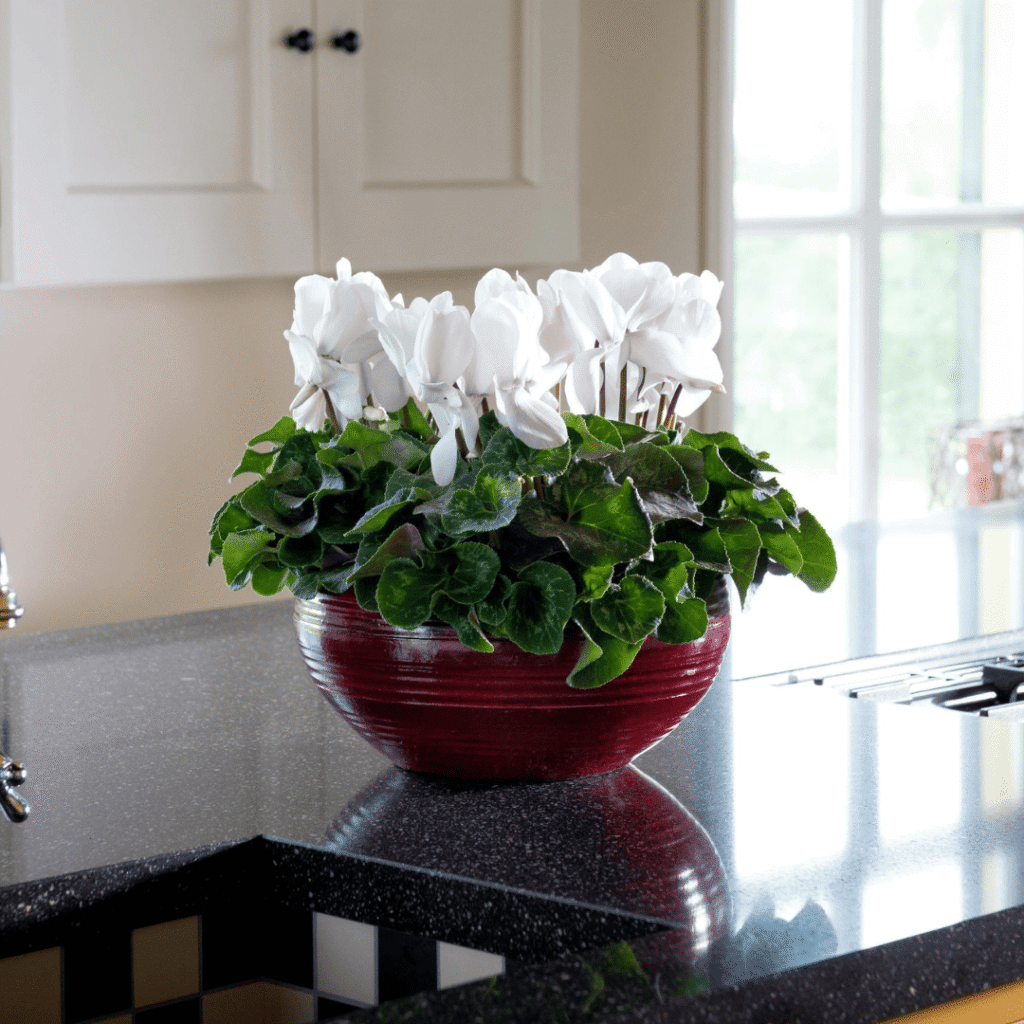 Super Serie Mammoth 02 HR XL