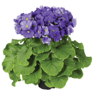 Touch Me F1 Dark Blue XL