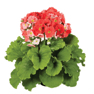 Touch Me F1 Dark Orange XL