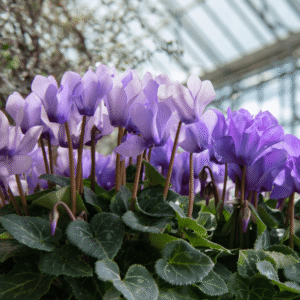 Cyclamen Dragon 02 HR XL