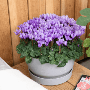 Cyclamen Dragon Blue 02 HR XL