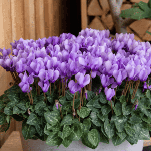 Cyclamen Dragon Blue 04 HR XL