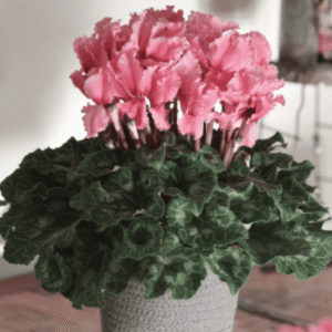 Cyclamen Halios Curly Rose Flame