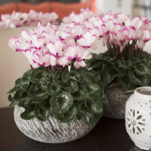 Cyclamen Halios Victoria