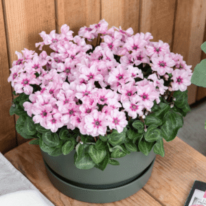 Cyclamen Illusia 03 HR XL