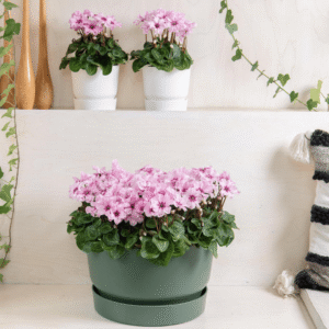 Cyclamen Illusia 06 HR XL
