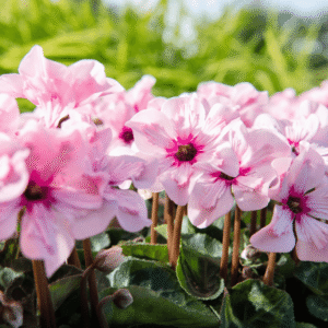 Cyclamen Illusia 18 HR XL