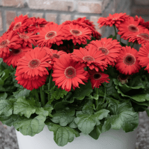 Joybera Atmosphere 23 HR XL