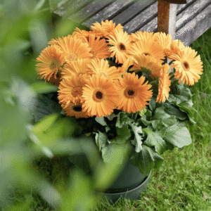 Joybera Atmosphere 25 HR XL