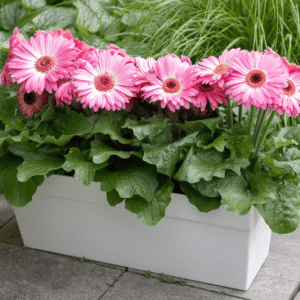 Joybera Atmosphere 26 HR XL