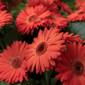 Joybera Atmosphere 30 HR XL