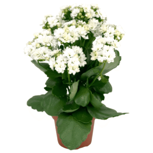 Kalanchoe Don Christiano