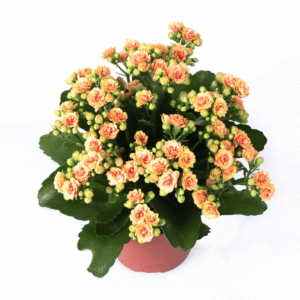 Kalanchoe Hector