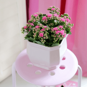 Kalanchoe Lente Roze