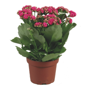Kalanchoe Rosalina Don Alberto