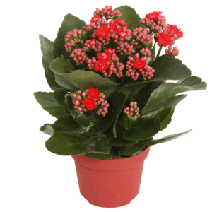 Kalanchoe Rosalina Don Amador