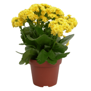 Kalanchoe Rosalina Don Amarillo