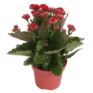 Kalanchoe Rosalina Don Bombero