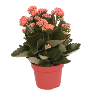 Kalanchoe Rosalina Don Sergio