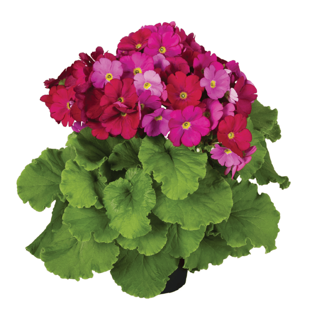 Primula Touch Me F1 Magenta XL