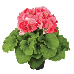 Primula Touch Me F1 Pink XL