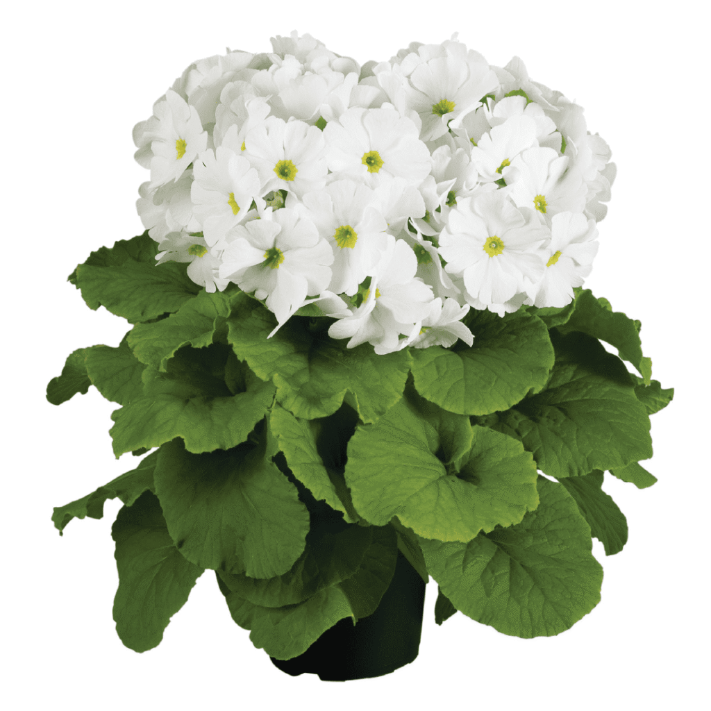 Primula Touch Me F1 White XL