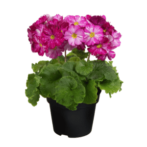 Primula Touch Me Galaxy Magenta HR XL