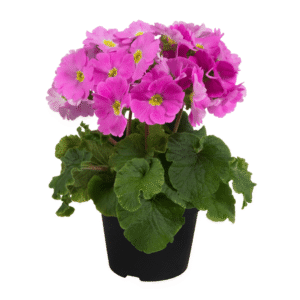 Primula Touch Me Midi Rose XL