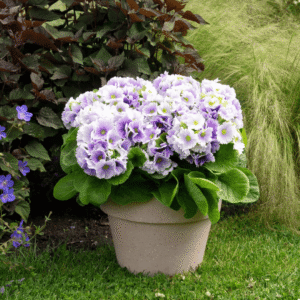 Primula Touch Me SF 01 HR XL