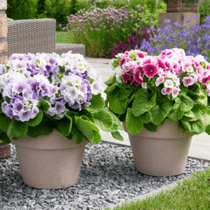 Primula Touch Me SF 05 HR XL