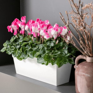 Super Serie Fusion 4 HR XL