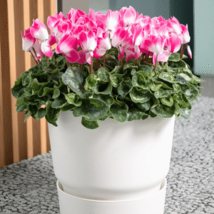 Super Serie Fusion 5 HR XL