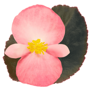 Begonia BIG Pink Bronze Leaf - Detalle