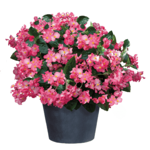 Begonia BIG Pink Green Leaf