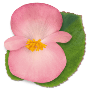 Begonia BIG Pink Green Leaf - Detalle