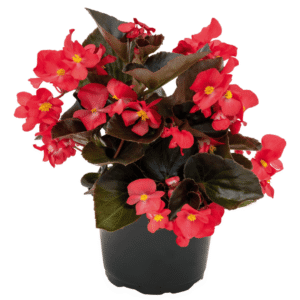 Begonia BIG Red Bronze Leaf