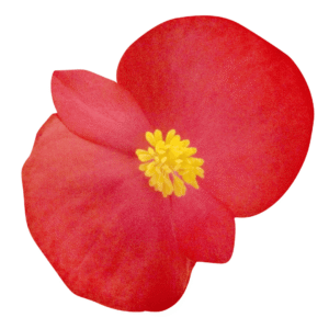 Begonia BIG Red Green Leaf - Detalle