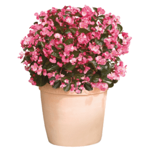 Begonia BIG Rose Bronze Leaf