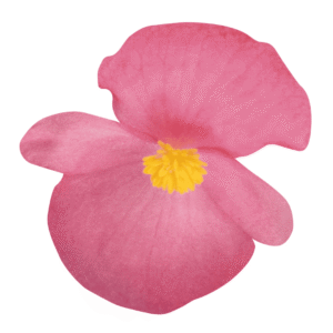 Begonia BIG Rose Bronze Leaf - Detalle