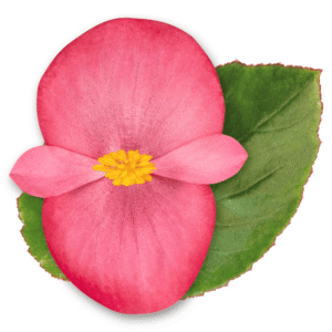 Begonia BIG Rose Green Leaf - Detalle
