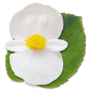 Begonia BIG White Green Leaf - Detalle