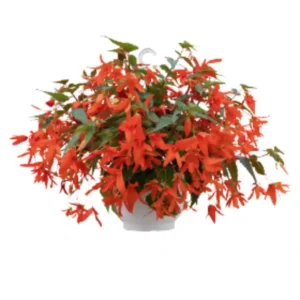 Begonia Groovy Orange