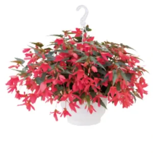 Begonia Groovy Rose